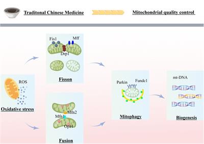 Editorial: Mitochondrial quality control in cardiovascular diseases